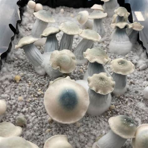 Purchase magic mushroom spores online